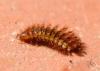 Drilus flavescens